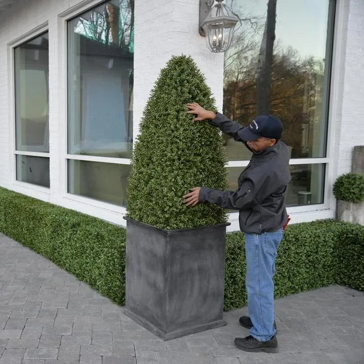 Boxwood Obelisk in Column Planter 78"H