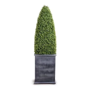 Boxwood Obelisk in Column Planter 78"H