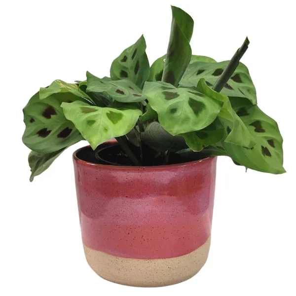 Ceramic Plant Pot - Raspberry