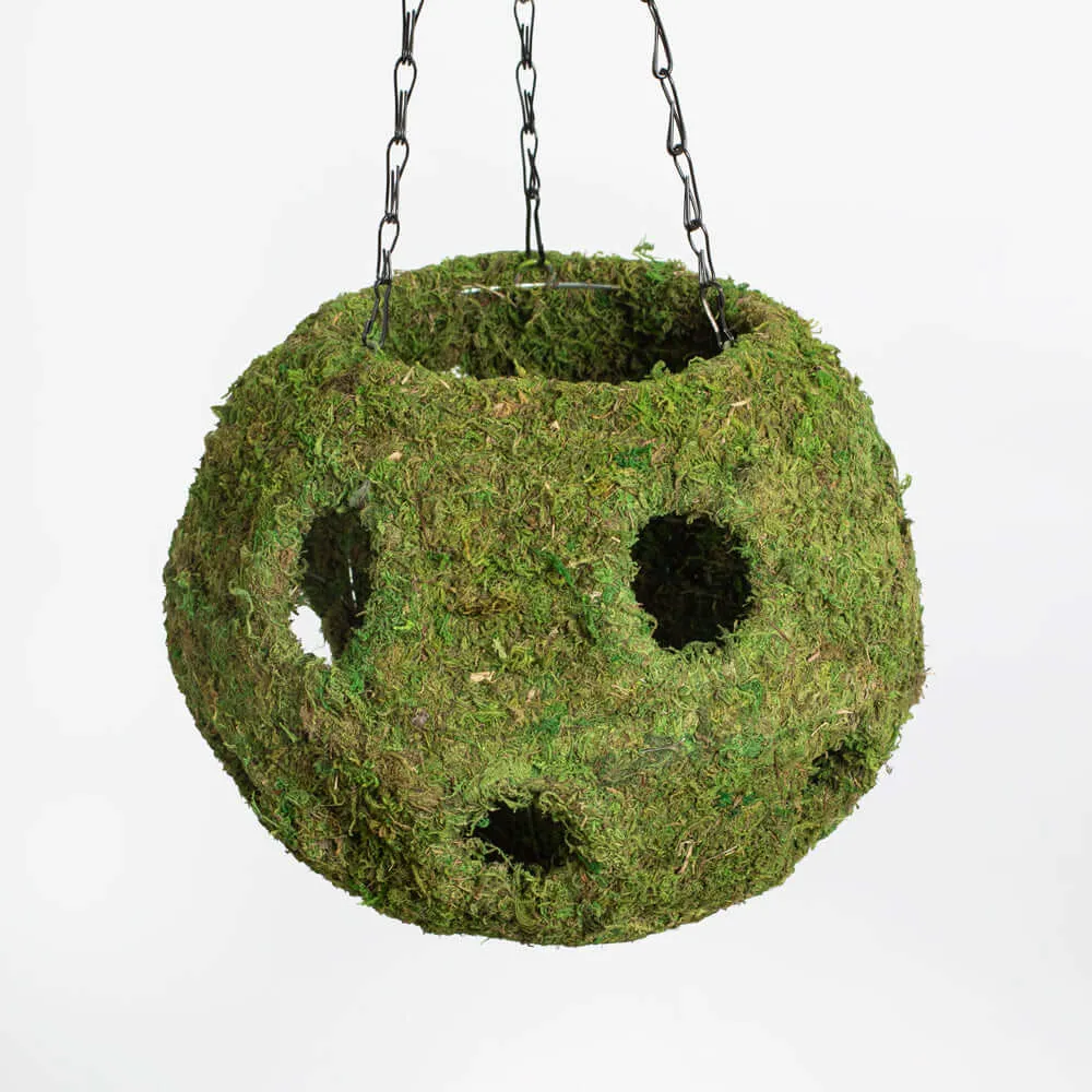 Fresh Green Moss Ball Hanging Round Basket Planter