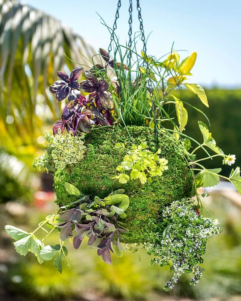 Fresh Green Moss Ball Hanging Round Basket Planter