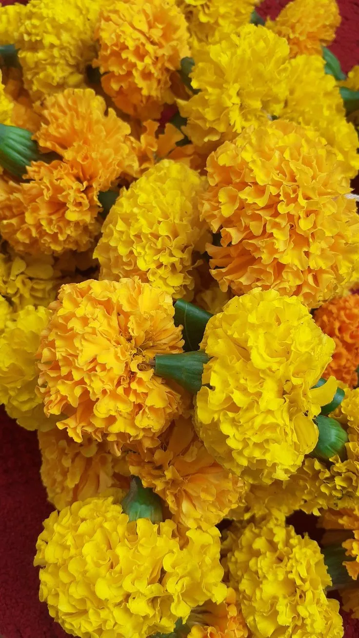 Fresh Marigold (Tagetes erecta) for Events