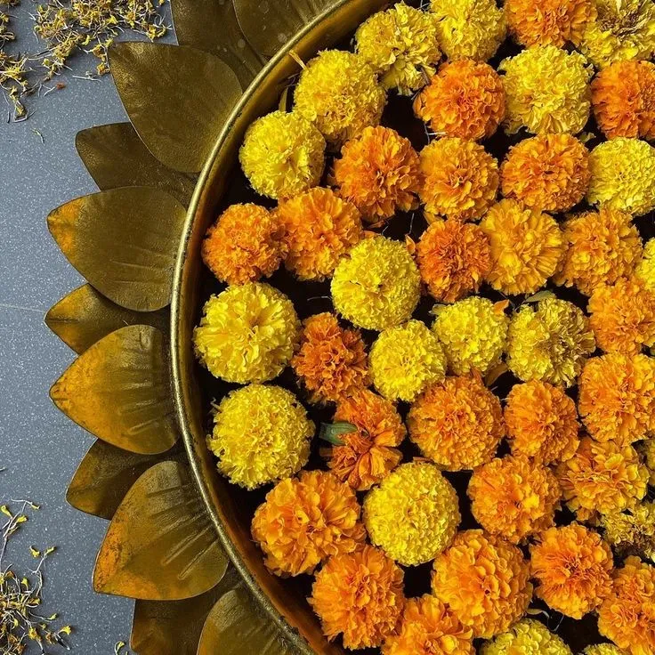 Fresh Marigold (Tagetes erecta) for Events