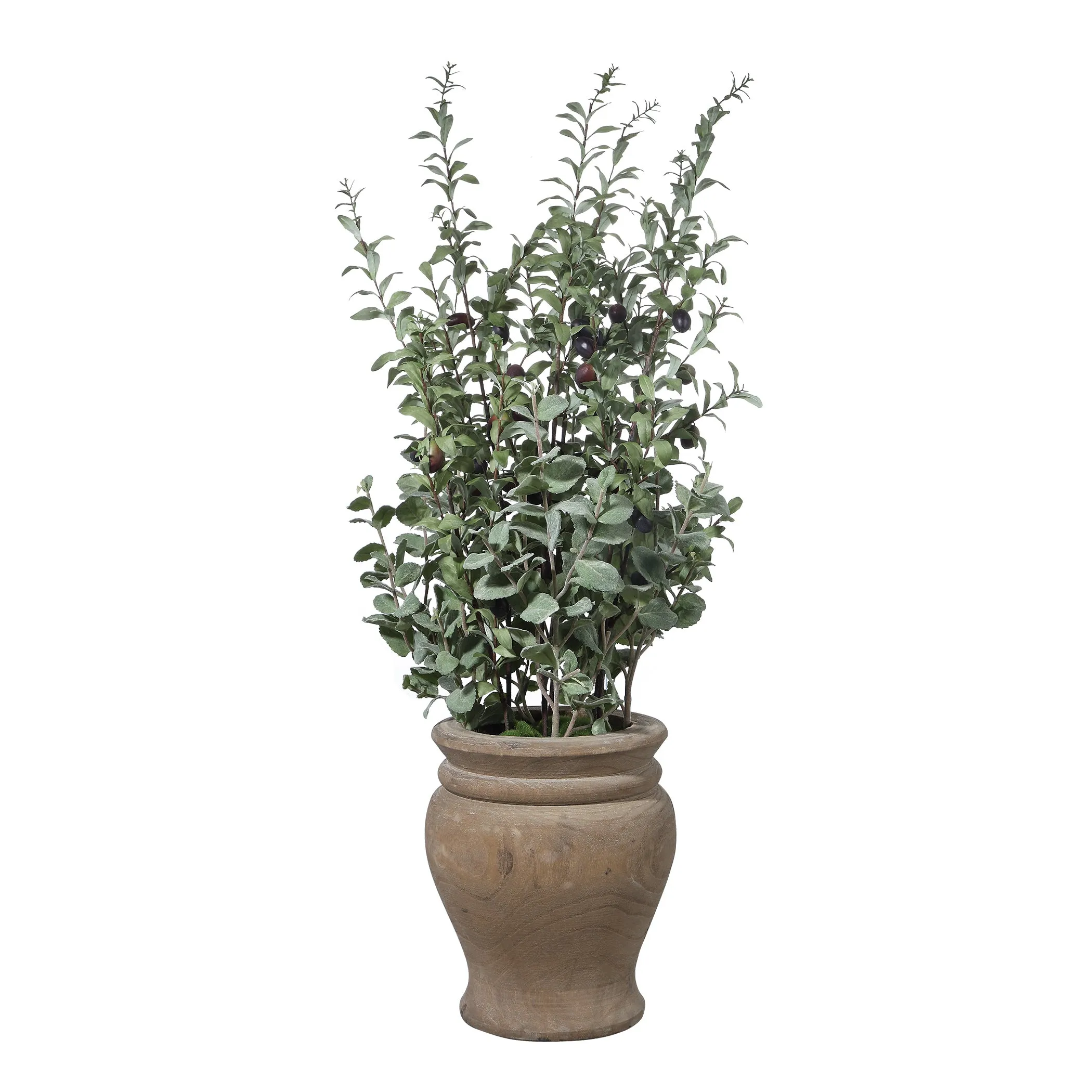 Tassos Potted Olive