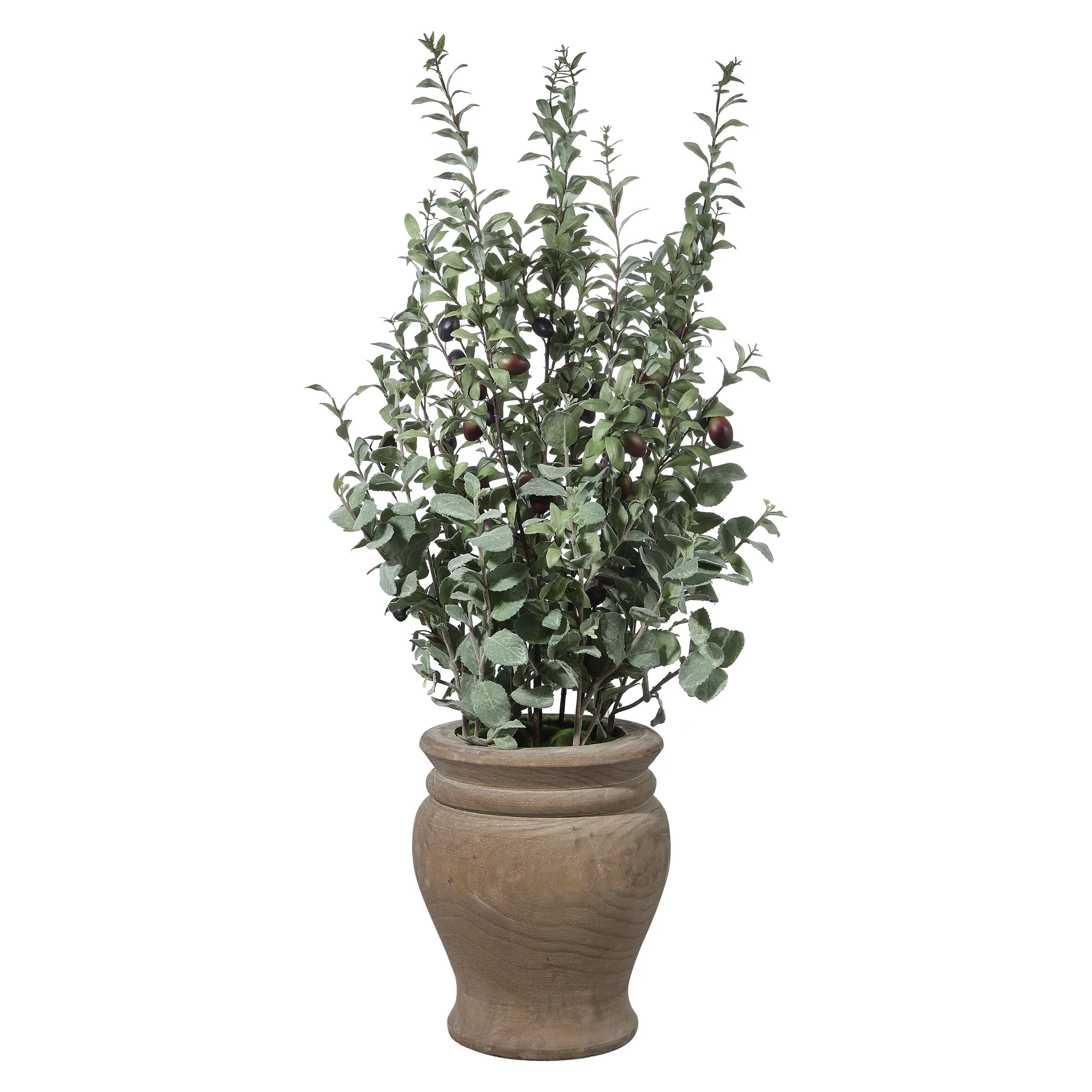 Tassos Potted Olive